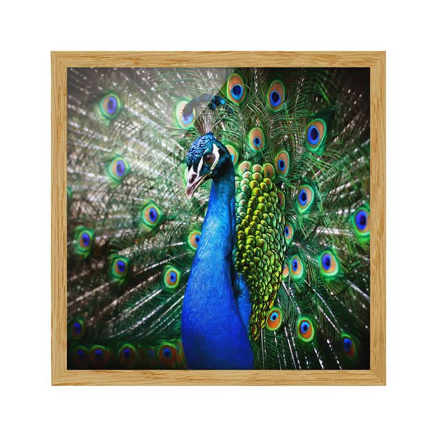 Poster con cornice - Noble Peacock - Quadrato 1:1