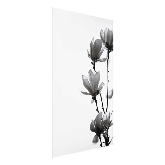 Quadro in vetro - Magnolia che sboccia in primavera bianco e nero