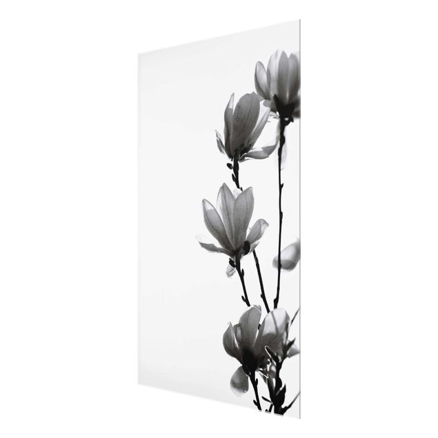 Quadro in vetro - Magnolia che sboccia in primavera bianco e nero