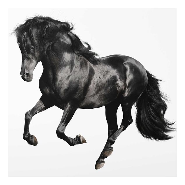 Quadro in vetro - Arabian stallion - Quadrato 1:1