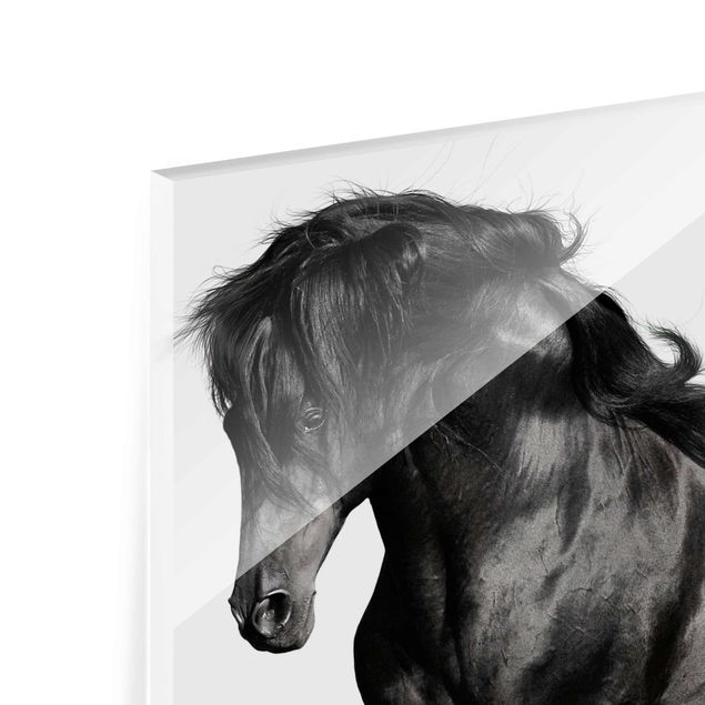 Quadro in vetro - Arabian stallion - Quadrato 1:1