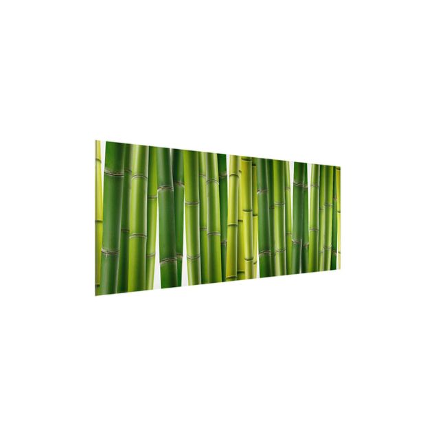 Quadro in vetro - Bamboo plants - Panoramico