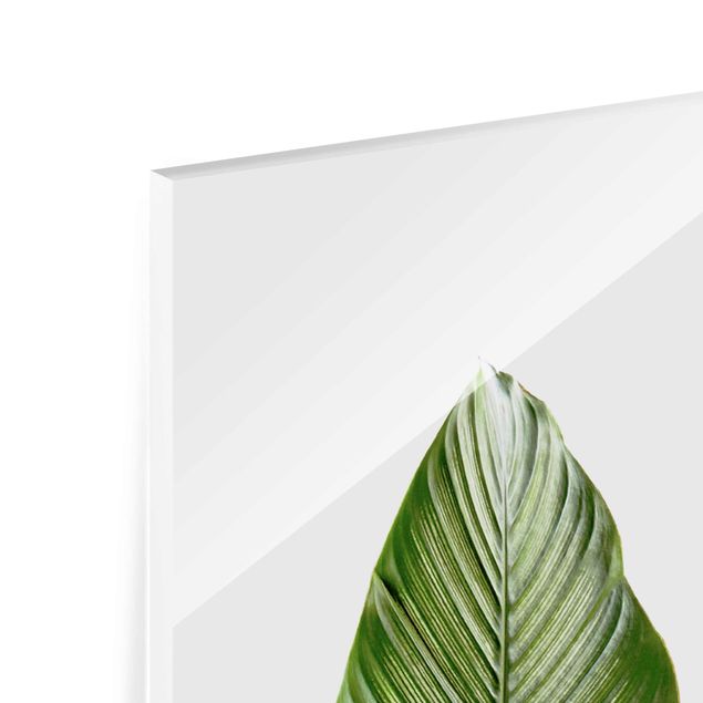 Quadro in vetro - Leaf Calathea Ornata 01 - Pannello
