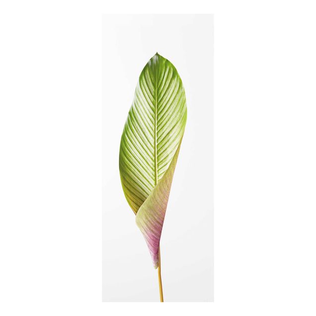 Quadro in vetro - Leaf Calathea Ornata 03 - Pannello