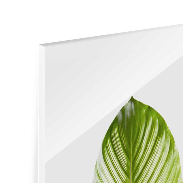Quadro in vetro - Leaf Calathea Ornata 03 - Pannello