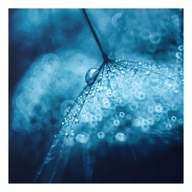 Quadro in vetro - Tarassaco Blu In The Rain - Quadrato 1:1