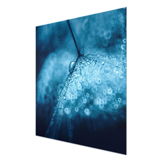 Quadro in vetro - Tarassaco Blu In The Rain - Quadrato 1:1