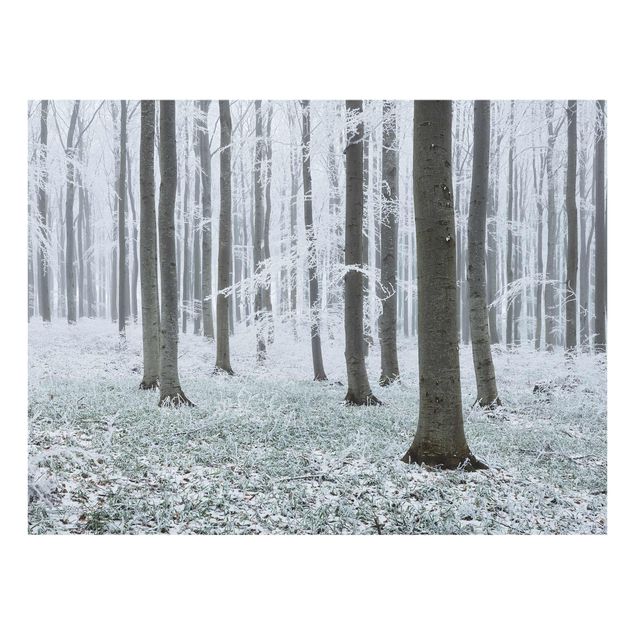 Quadro in vetro - Beeches With Hoarfrost - Large 3:4