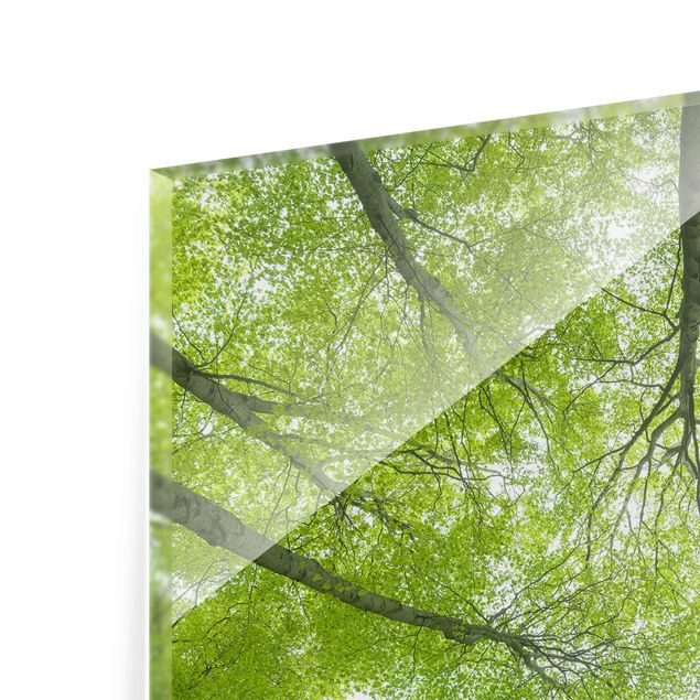 Quadro in vetro - Beech Forest On Lindkogel - Quadrato 1:1