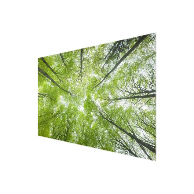 Quadro in vetro - Beech Forest On Lindkogel - Orizzontale 3:2