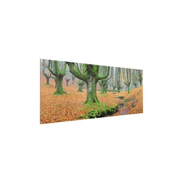 Quadro in vetro - Beech Forest In The Gorbea Natural Park In Spain - Panoramico