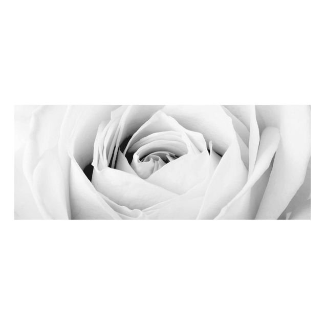 Quadro in vetro - Close Up Rose - Panoramico
