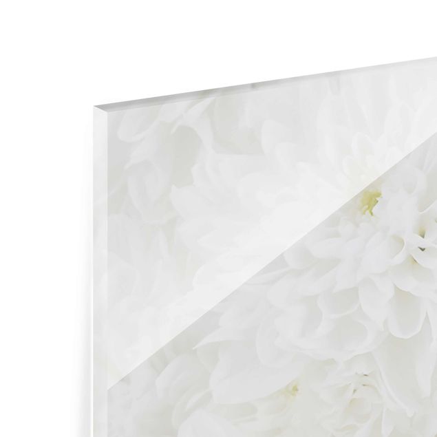 Quadro in vetro - Dahlias sea of flowers white - Panoramico