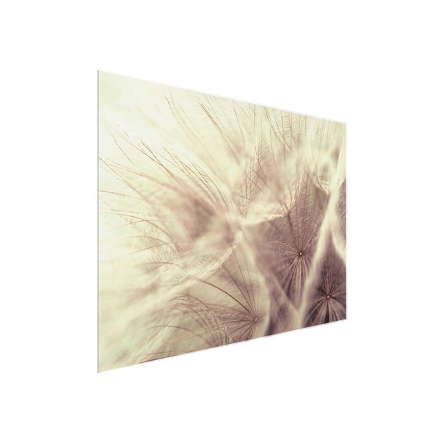 Quadro su vetro - Detailed and Dandelions macro shot with vintage Blur effect - Orizzontale 3:2