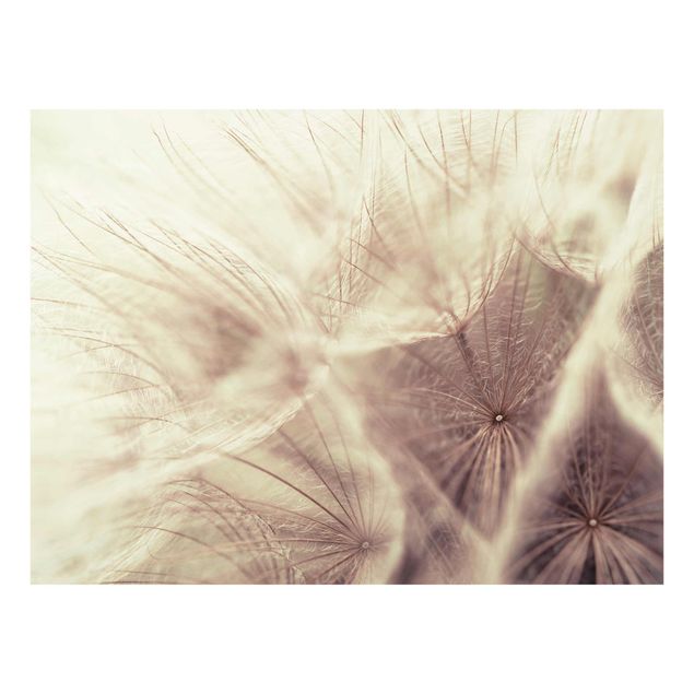 Quadro su vetro - Detailed and Dandelions macro shot with vintage Blur effect - Orizzontale 3:2