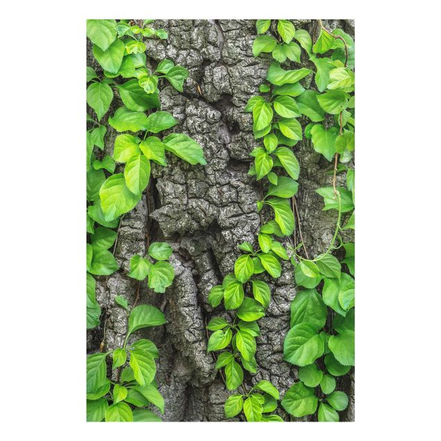 Quadro in vetro - Ivy tree bark - Verticale 2:3