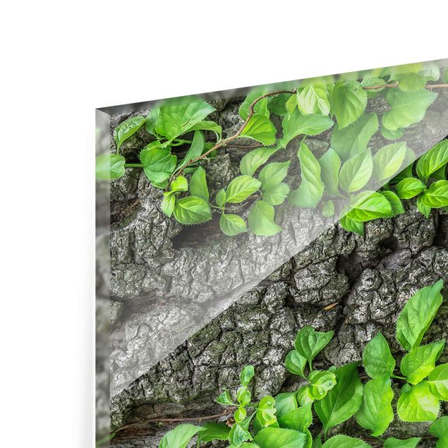 Quadro in vetro - Ivy tree bark - Panoramico