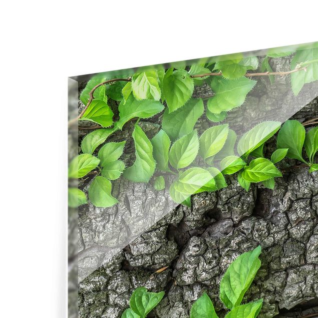 Quadro in vetro - Ivy tree bark - Orizzontale 3:2
