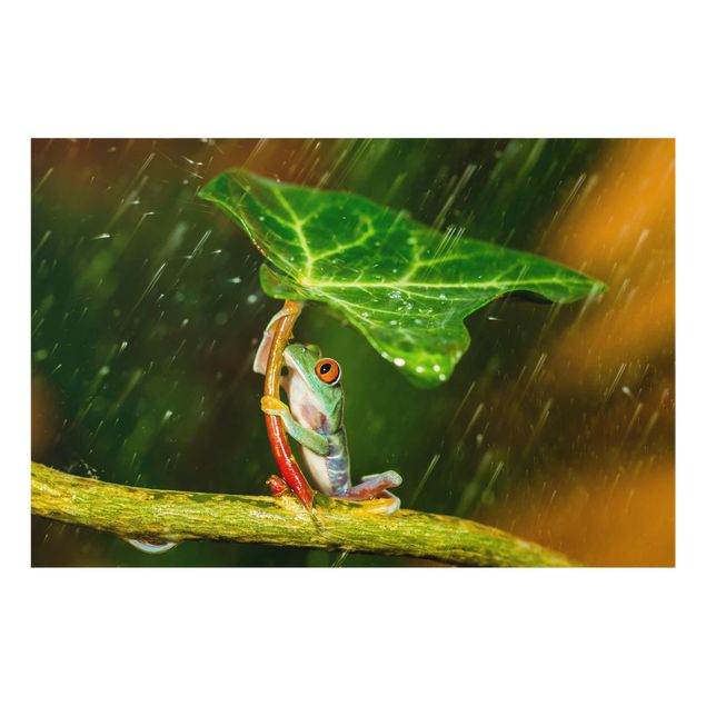 Quadro in vetro - Rana In The Rain - Orizzontale 3:2