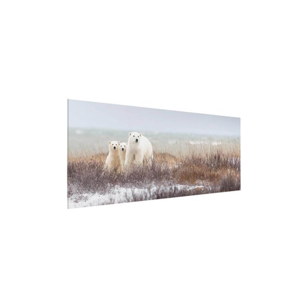 Quadro in vetro - Orso polare e suoi cuccioli - Panoramico