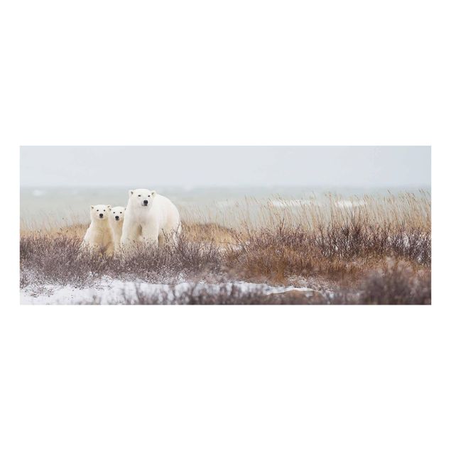 Quadro in vetro - Orso polare e suoi cuccioli - Panoramico