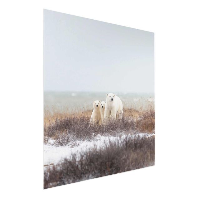 Quadro in vetro - Orso polare e suoi cuccioli - Quadrato 1:1
