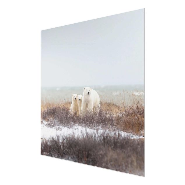 Quadro in vetro - Orso polare e suoi cuccioli - Quadrato 1:1