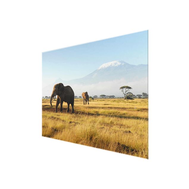 Quadro in vetro - Elephants before Kilimanjaro in Kenya - Panoramico