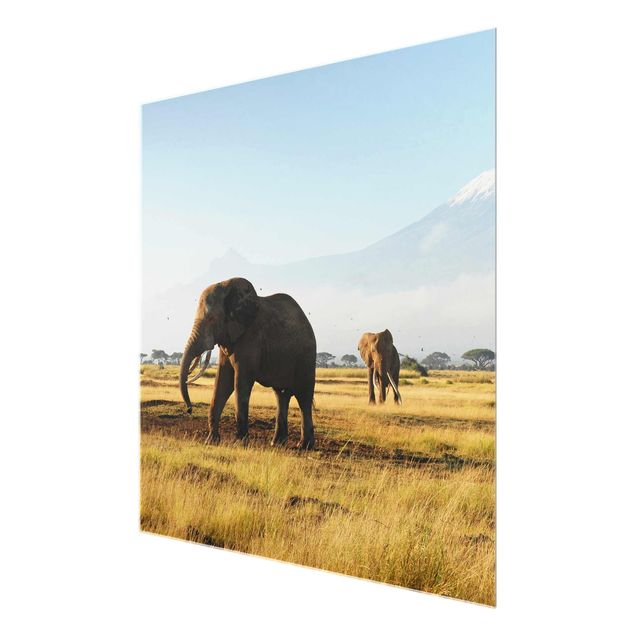 Quadro in vetro Africa - Elephants before Kilimanjaro in Kenya - Quadrato 1:1