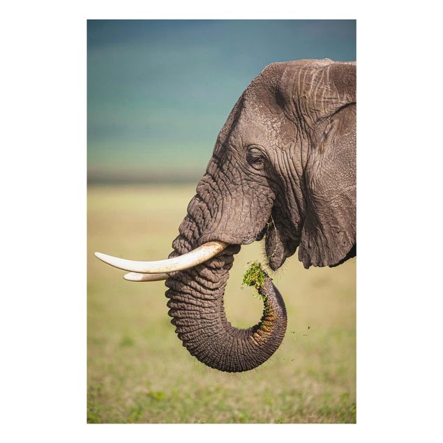 Quadro in vetro - Elefanti alimentazione a Africa - Verticale 2:3