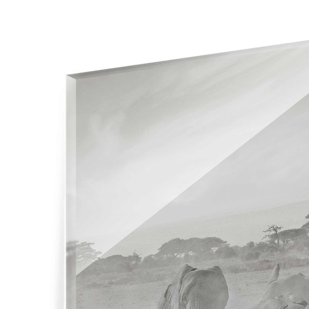 Quadro in vetro - Branco di Elefanti - Quadrato 1:1