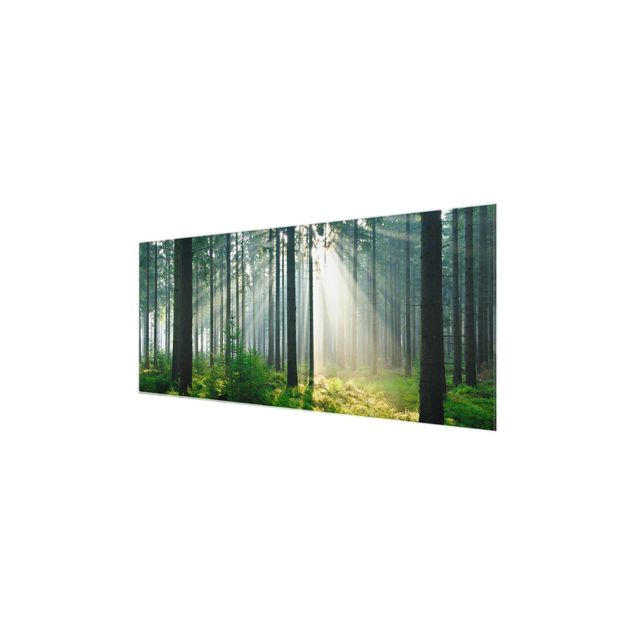 Quadro in vetro alberi - Foresta illuminata - Panoramico