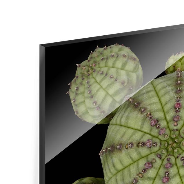 Quadro in vetro - Euphorbia - Spurge Ricci - Quadrato 1:1