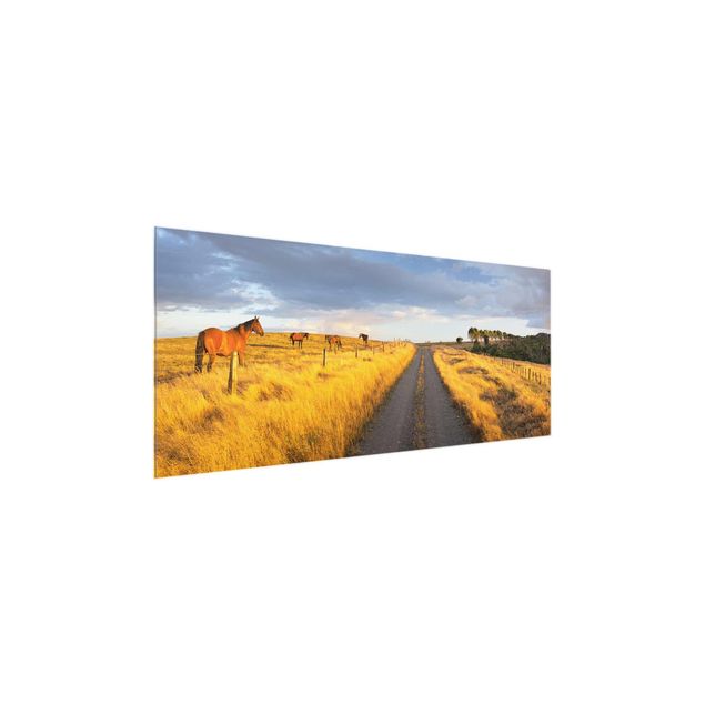 Quadro in vetro - Field road and horses in the evening sun - Panoramico