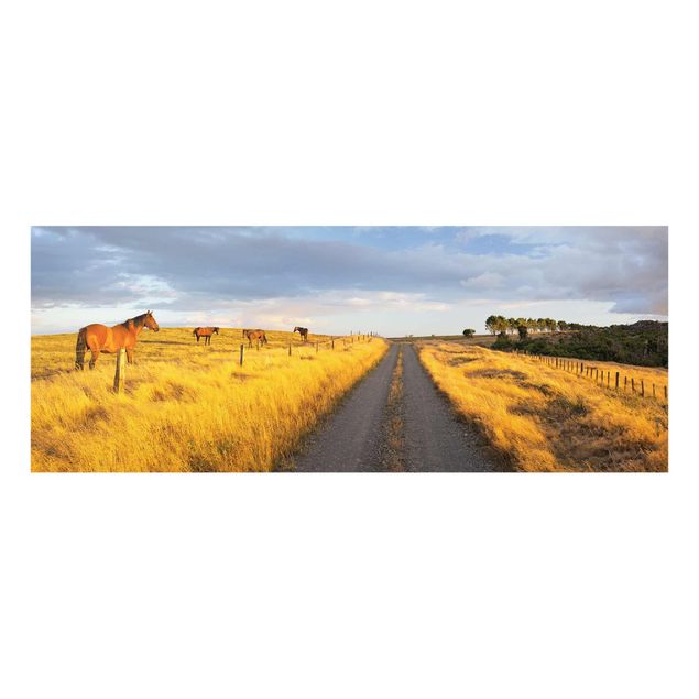 Quadro in vetro - Field road and horses in the evening sun - Panoramico