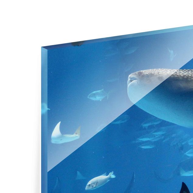 Quadro in vetro - Fish in the Sea - Panoramico
