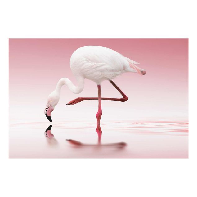 Quadro in vetro - Flamingo Dance - Orizzontale 3:2