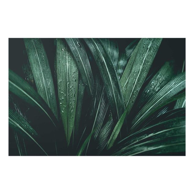 Quadro in vetro - Green Palm Leaves - Orizzontale 3:2