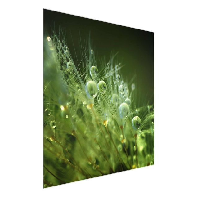 Quadro in vetro - Semi verdi Sotto La Pioggia - Quadrato 1:1