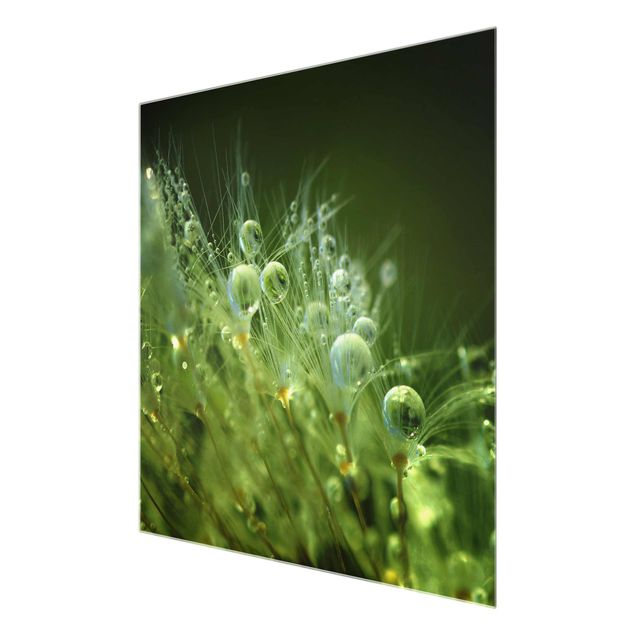 Quadro in vetro - Semi verdi Sotto La Pioggia - Quadrato 1:1