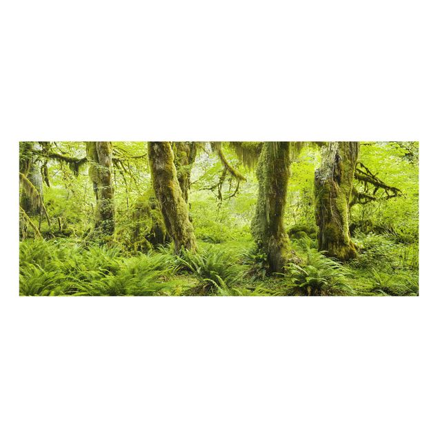 Quadro in vetro - Hall Of Mosses Olympic National Park - Panoramico