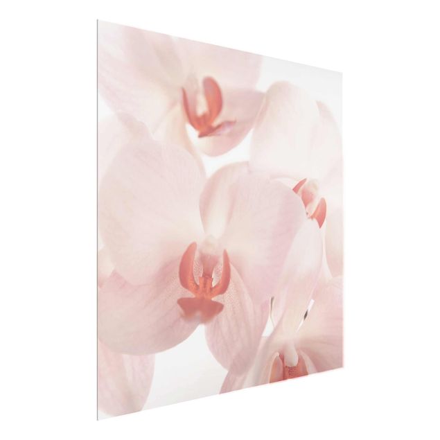 Quadro in vetro - Bright orchid floral wallpaper - Svelte Orchids - Quadrato 1:1