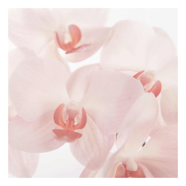 Quadro in vetro - Bright orchid floral wallpaper - Svelte Orchids - Quadrato 1:1
