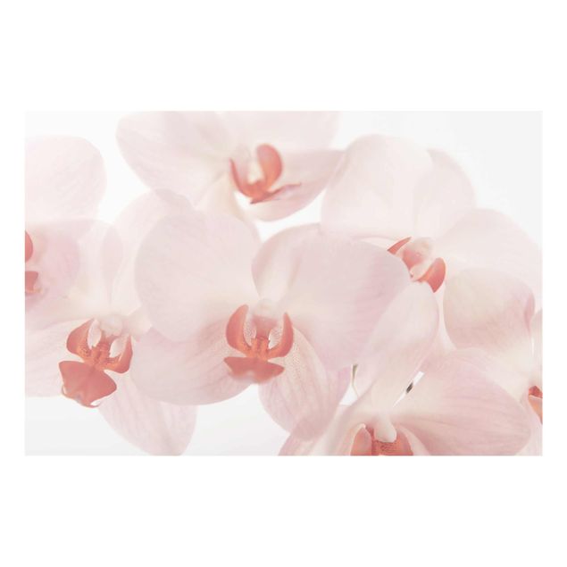 Quadro su vetro - Bright Orchid - Svelte Orchids - Orizzontale 3:2