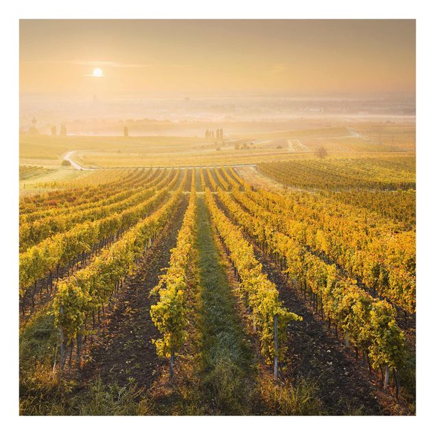 Quadro in vetro - Autumnal vineyards in Vienna - Quadrato 1:1