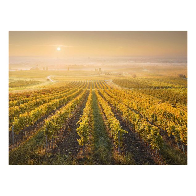 Quadro su vetro - Autumnal vineyards in Vienna - Orizzontale 4:3