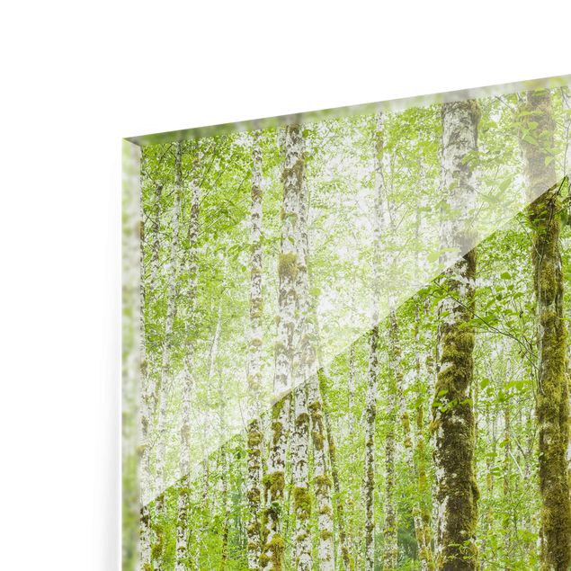 Quadro in vetro - Hoh Rain Forest In Olympic National Park - Quadrato 1:1