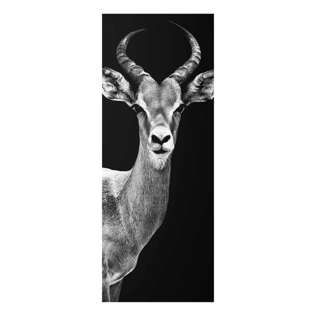 Quadro in vetro - Impala Antelope black-white - Pannello