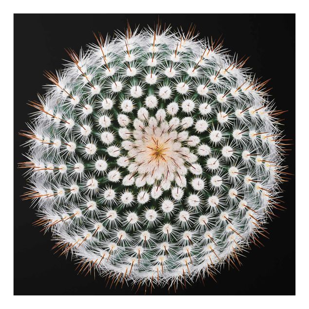 Quadro in vetro - Fiore di Cactus - Quadrato 1:1
