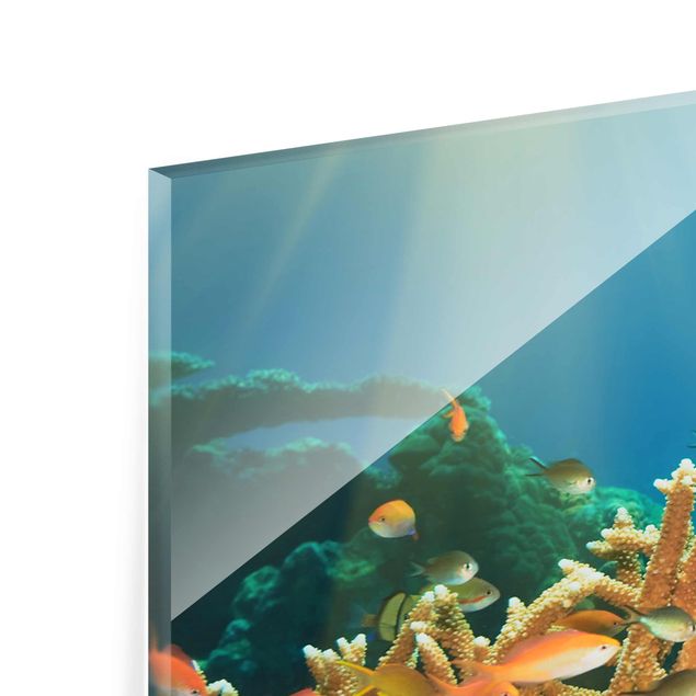 Quadro in vetro - Coral reef - Panoramico